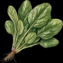 Spinach