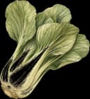 Bok Choy