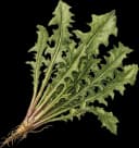 Dandelion Greens