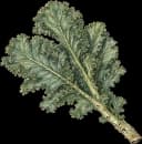 Kale